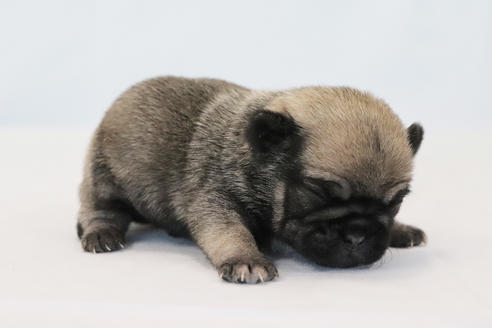 成約済の神奈川県のミックス犬-122151の3枚目